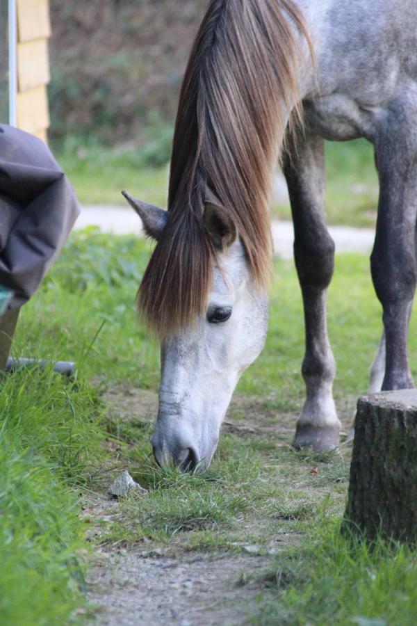 Treffléan Une Roulotte Et Des Chevaux المظهر الخارجي الصورة