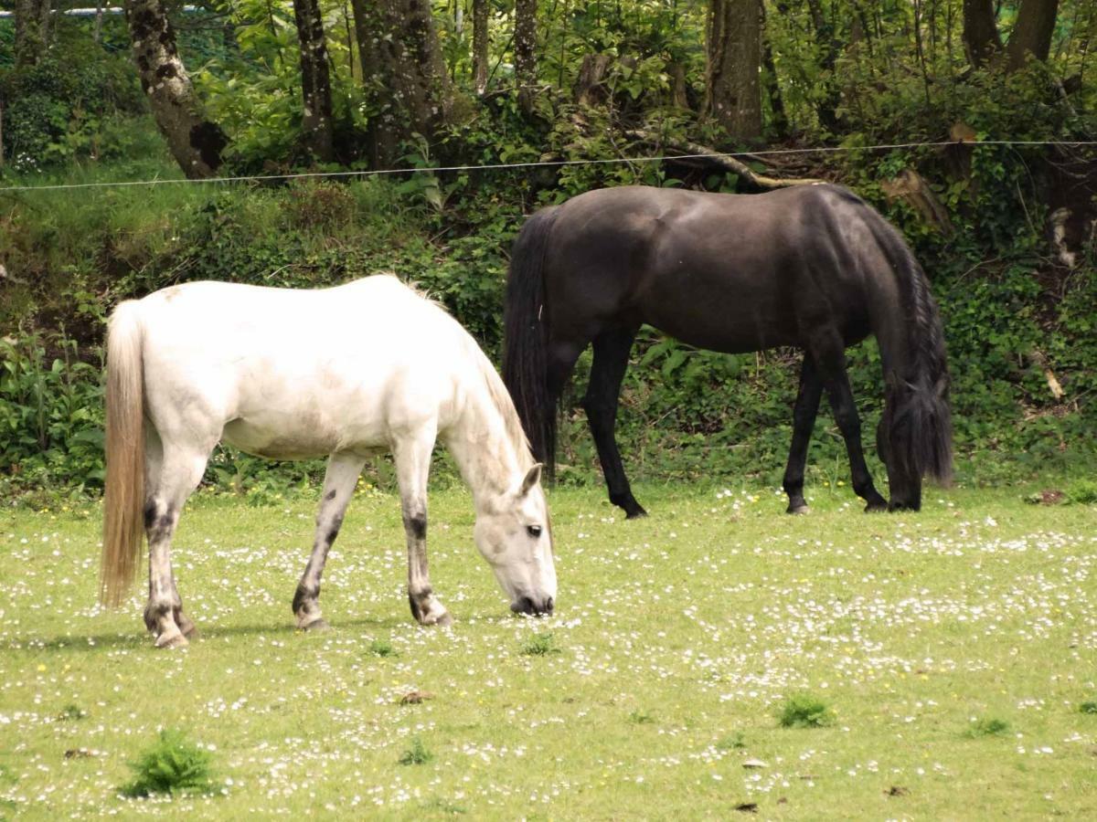 Treffléan Une Roulotte Et Des Chevaux المظهر الخارجي الصورة